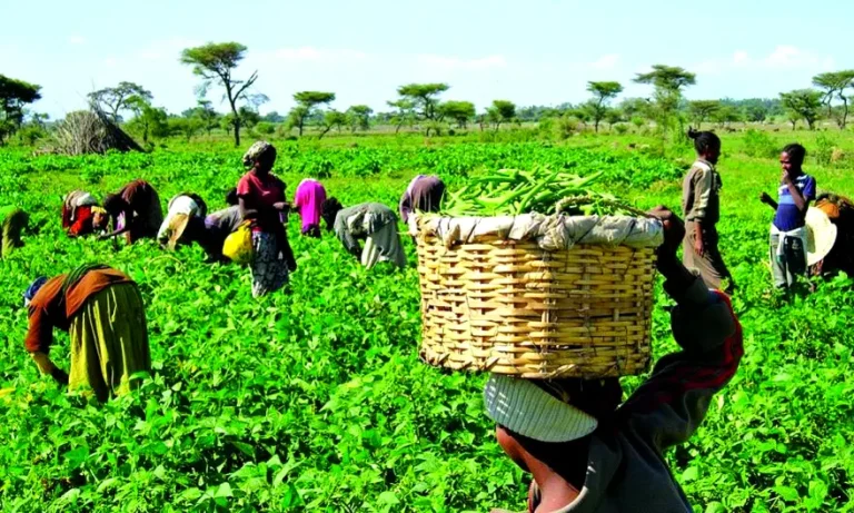 Farmer urges Nigerians to help FG achieve food security