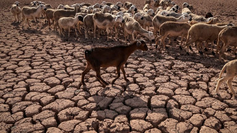 Africa needs to be equipped for climate crises – Amref director